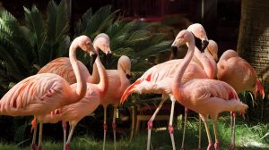 Group of Flamingos at the Wildlife Habitat.