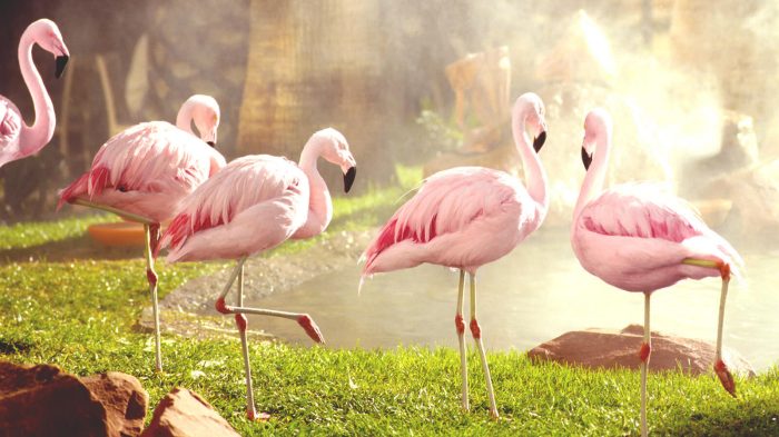 Flamingos at the Flamingo Wildlife Habitat