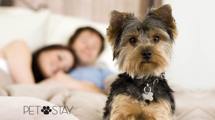 Caesars Entertainment Pet Stay Room
