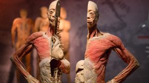 Real Bodies exhibit of person cut in half.