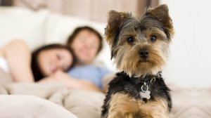 Pet Friendly Hotels in Las Vegas