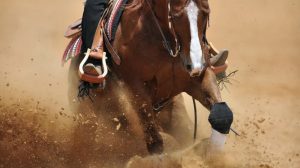 Close up of rodeo horse Close up of rodeo horse