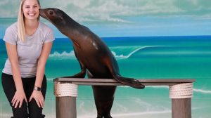 sealion