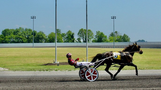 Harness Racing Farm Harness Racing Horse