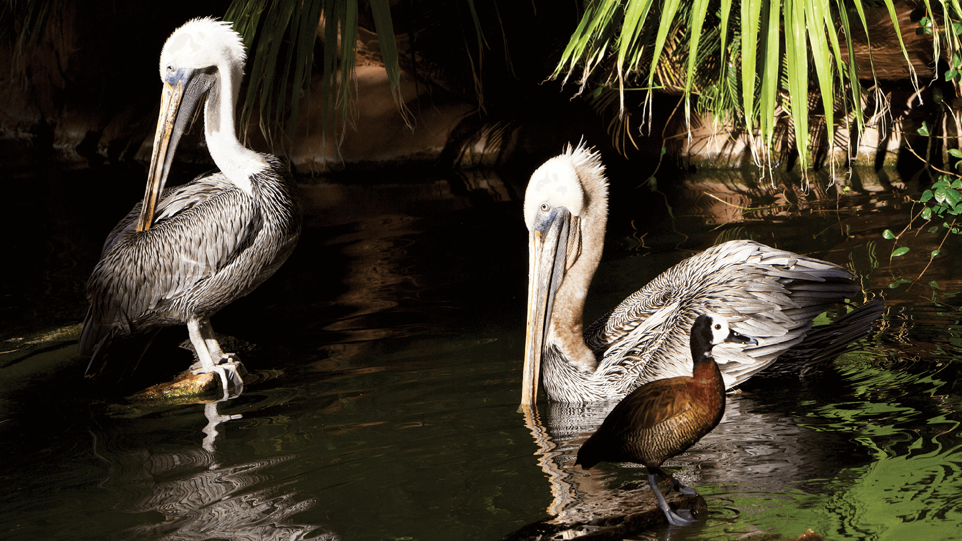 Wildlife Habitat Flamingo Hotel Las Vegas Top Sellers | blog.websoft9.com