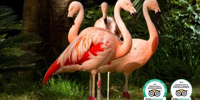 Flamingos in FLV Wildlife Habitat with 2019 TripAdvisor Certificate of Excellence and Hall of Fame Badges