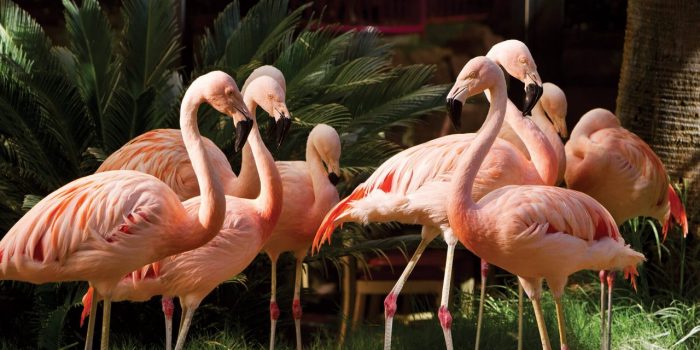 The Wildlife Habitat Flamingo Hotel Casino Las Vegas