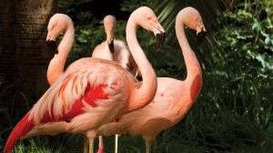 Things To Do Las Vegas Flamingo Hotel Casino